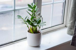 ZZ plant