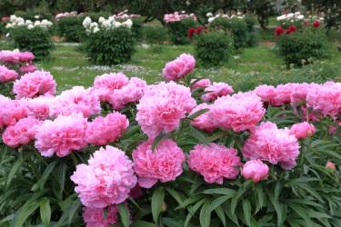 Dr. Alexander Fleming Peony
