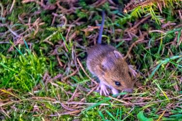 Small brown vole peeking through green moss and dry grass in the yard.