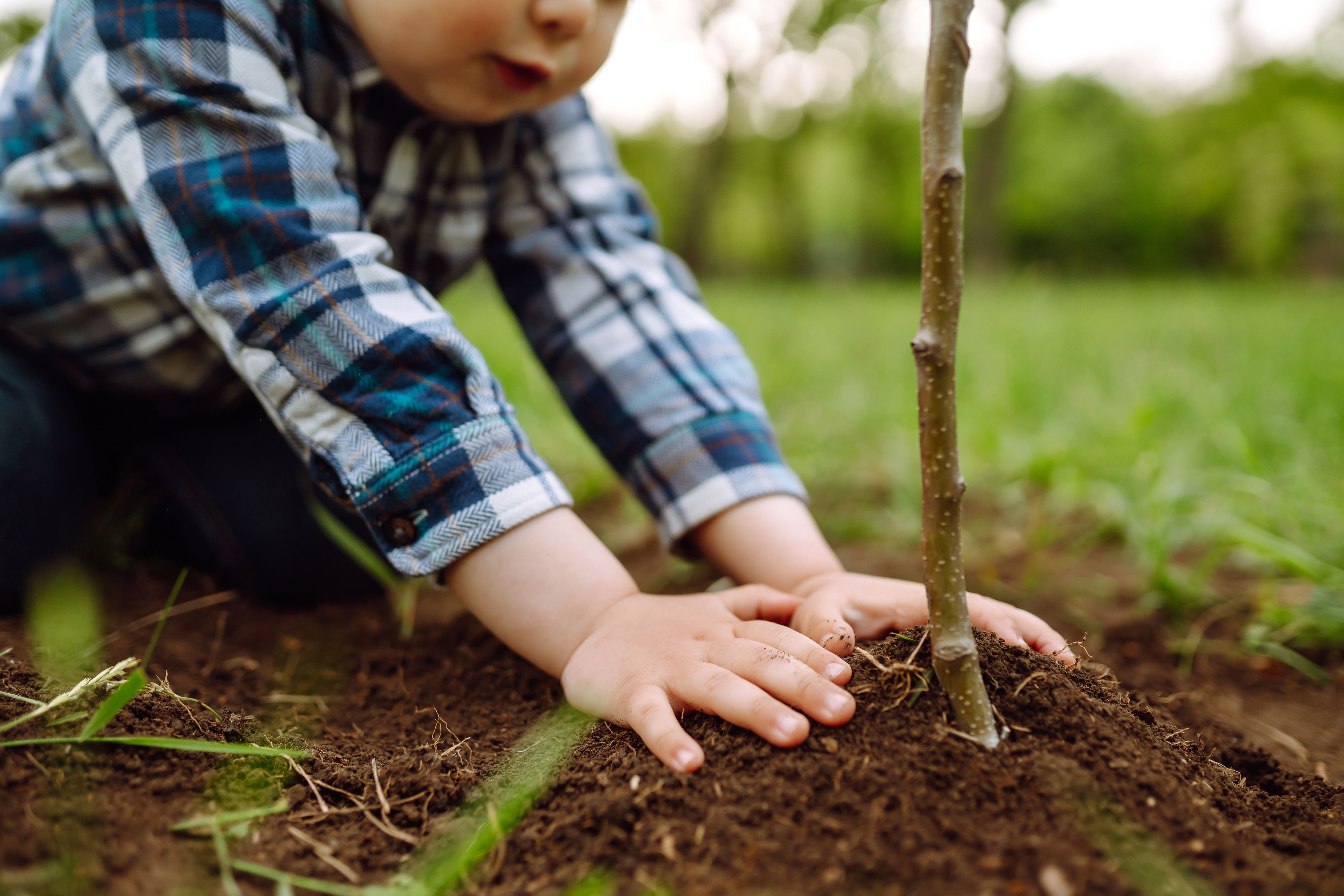 child patting dirt around a newly planted tree