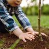 child patting dirt around a newly planted tree