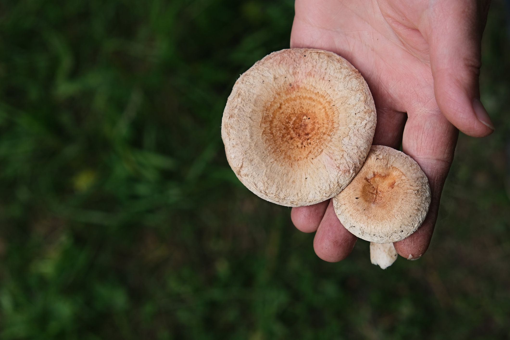 Close-up on hand of person holding two mushrooms with green grass in the background.