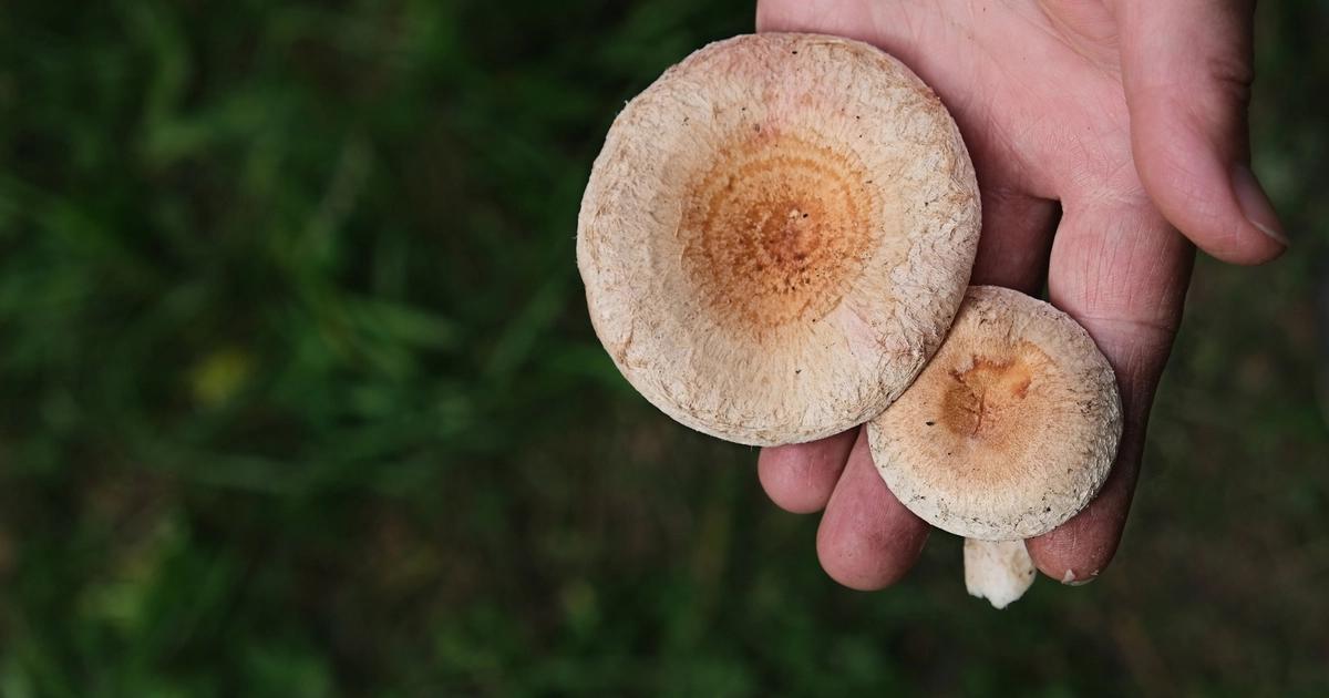 Mushrooms in Lawns Sunday Lawn Care