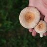 Close-up on hand of person holding two mushrooms with green grass in the background.