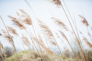 Phragmites weed in landscape