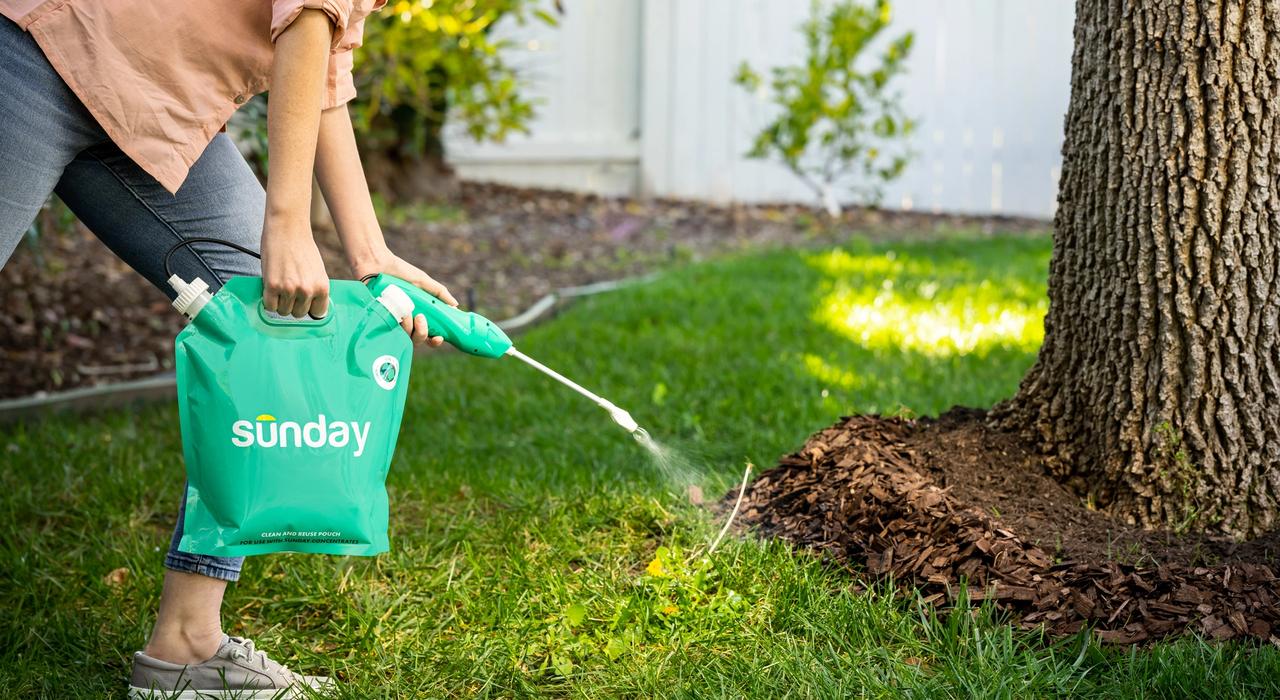 Dandelion Doom Concentrate herbicide application to dandelions in lawn