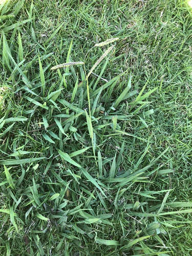 Dallisgrass