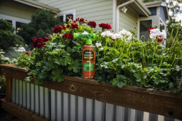 WonderFert Flower on container flower planting ledge