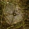 spider in web