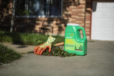 Sunday Bare Repair lawn patch and hand weeding tools near lawn