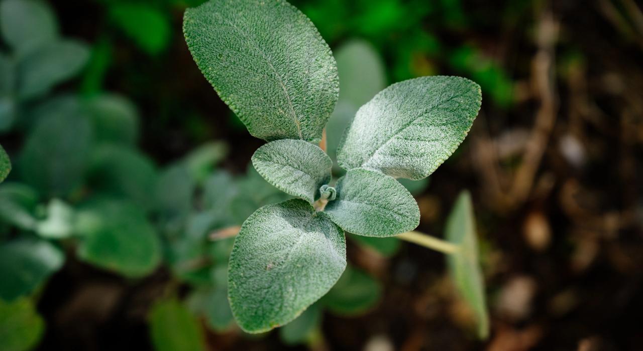 Closeup of native plant foliage