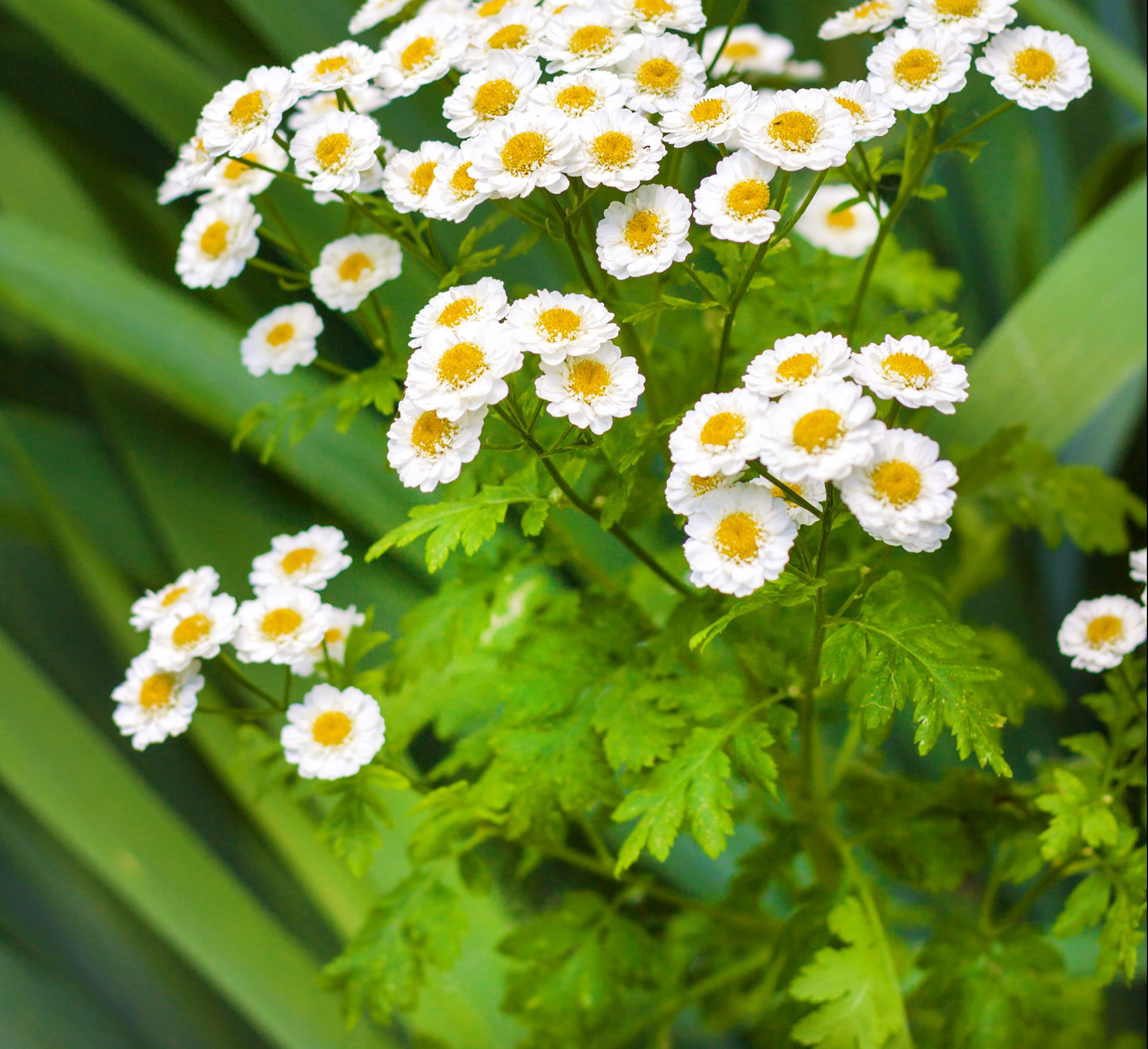 Close-up of chrysanthemum flowers