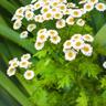 Close-up of chrysanthemum flowers
