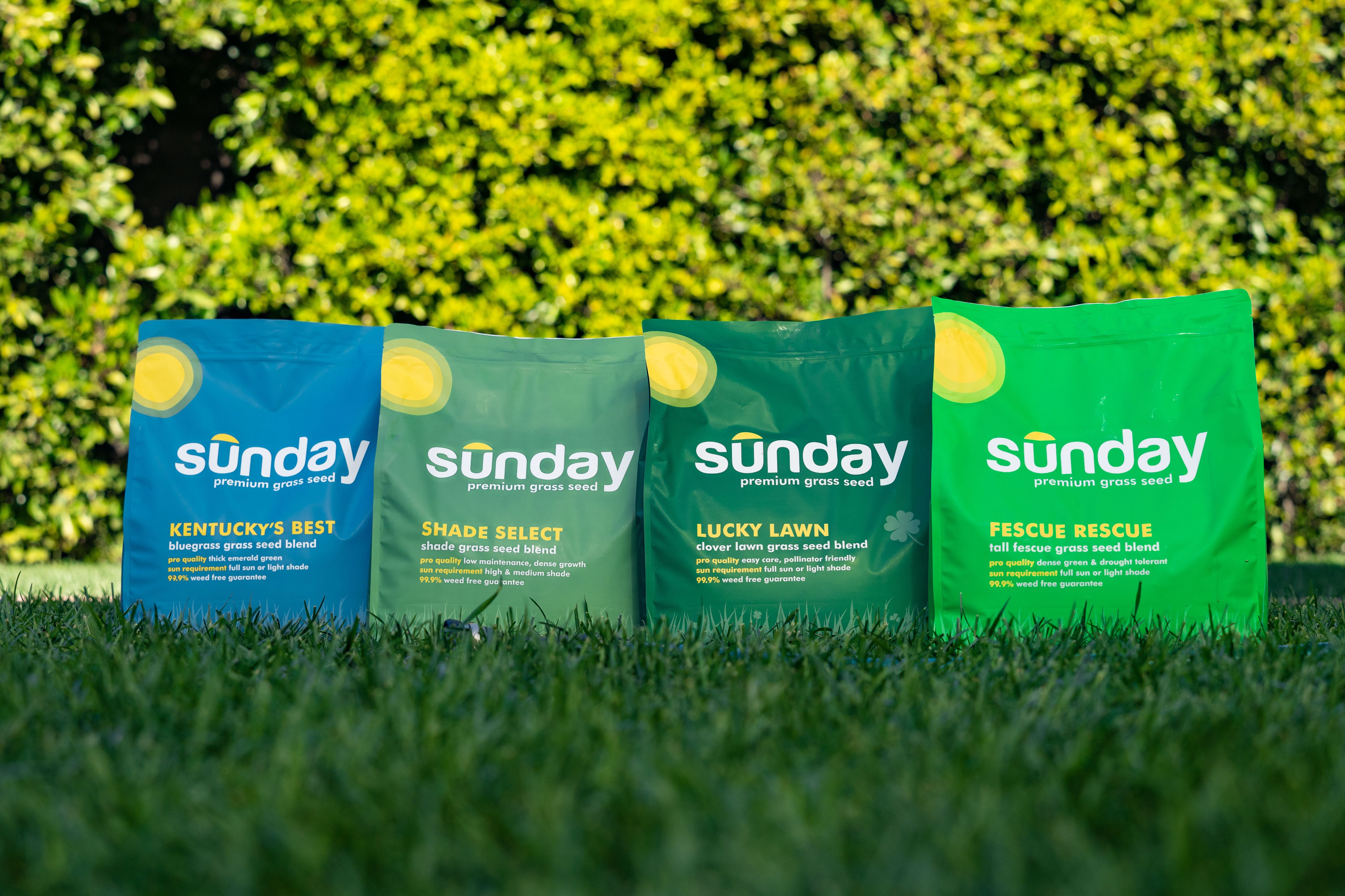 Sunday grass seed bags on a lawn