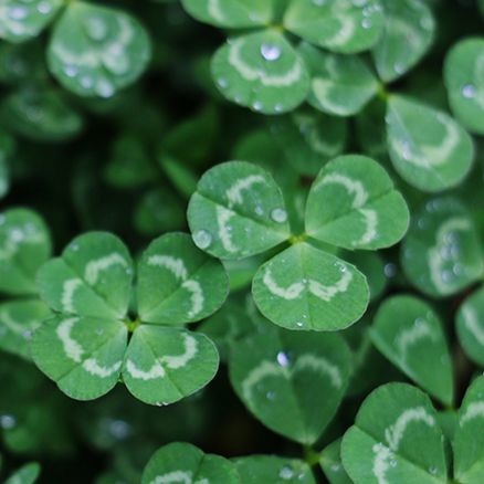 Close up of green clovers