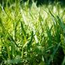St. Augustine grass lawn