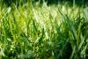 St. Augustine grass lawn