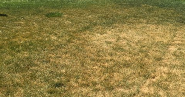 Can You Over Water Bermuda Grass: Avoid These Costly Mistakes