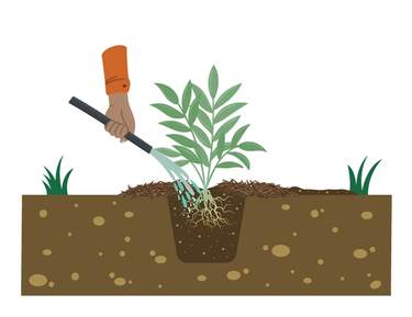 water plant after planting