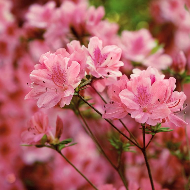 Hampton Beauty Azalea Blooms