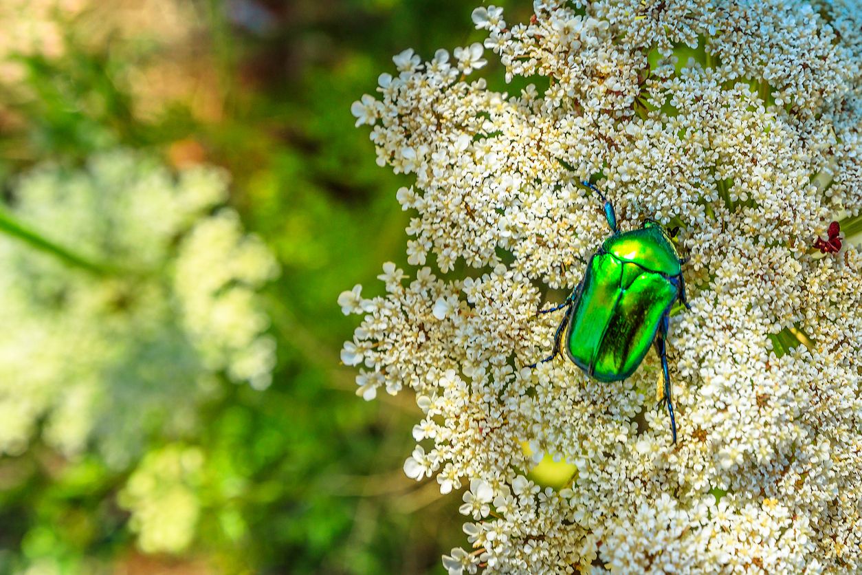 A green chafer beetle on flowers