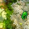 A green chafer beetle on flowers