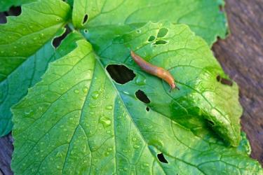 Close up image of slug on garden plant