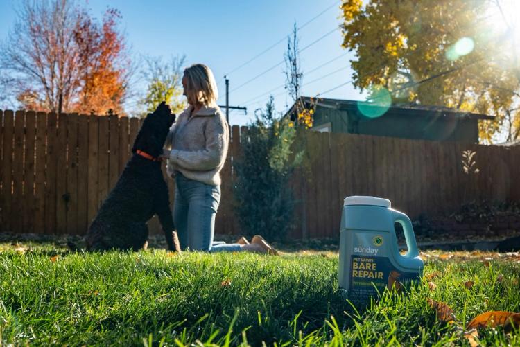 pet lawn bare repair
