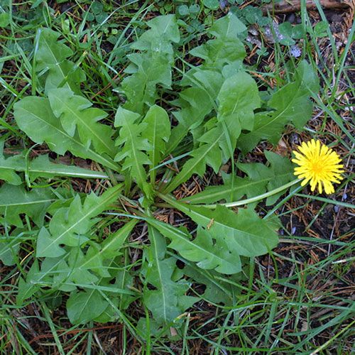 A flowering dandelion