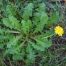 A flowering dandelion