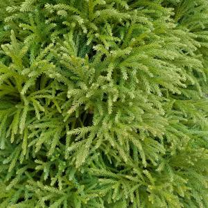 Globosa Nana Cryptomeria Foliage