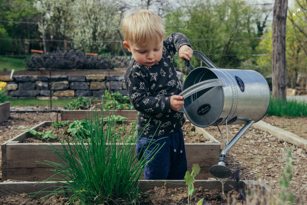 A toddler pouring water on a garden