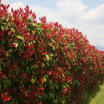 Red Dynamo Photinia Closeup