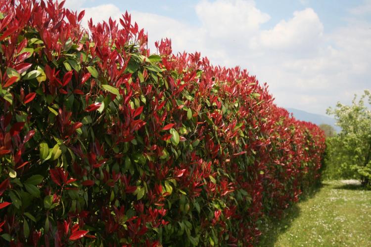 Red Dynamo Photinia Closeup
