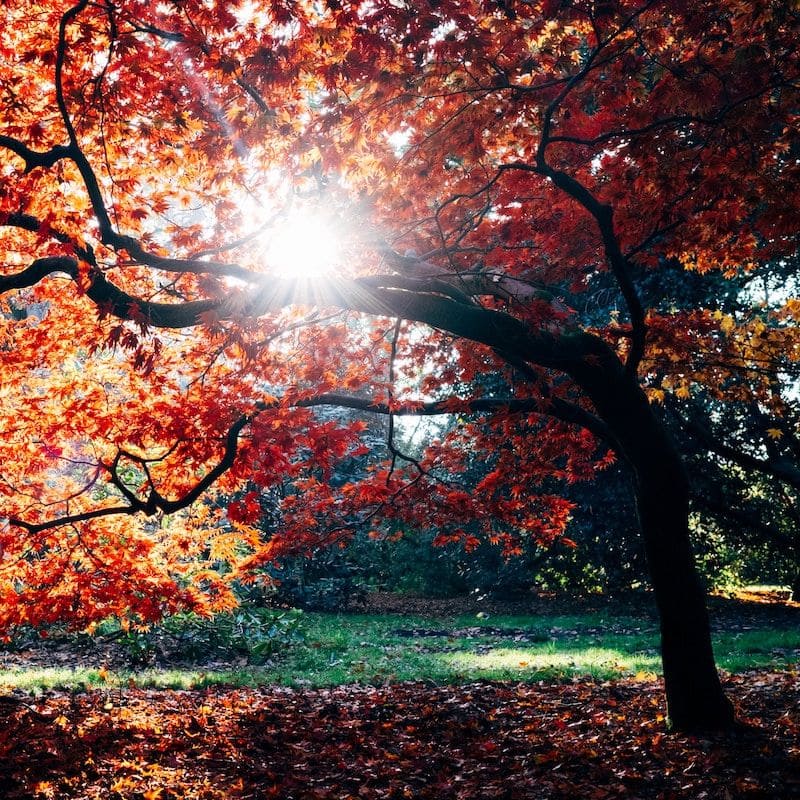 Perfect fall colors tree and leaves across lawn with sun shining through the branches