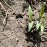 Young crabgrass germinating in lawn