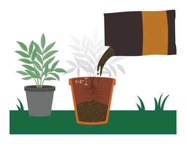 fill container with potting mix