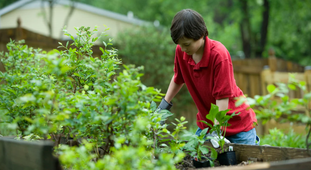 Someone planting a garden
