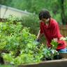 Someone planting a garden