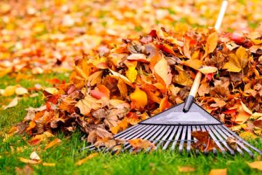 Raking fall leaves on fall lawn