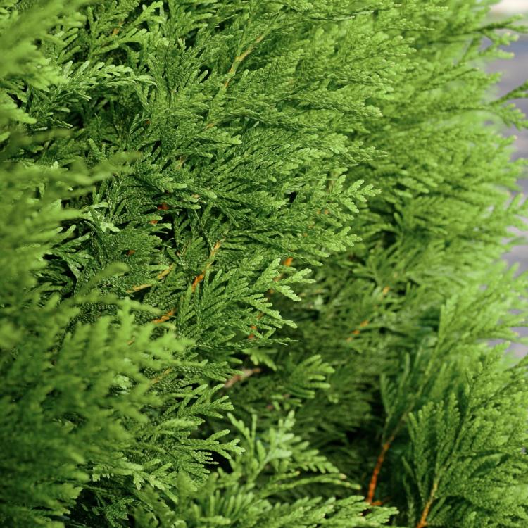 Green Giant Arborvitae Closeup