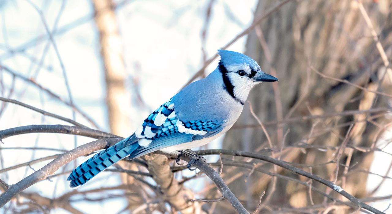 blue jay in backyard