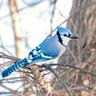 blue jay in backyard