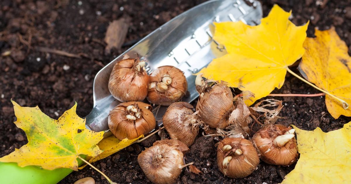 How to Plant Spring Bulbs Sunday Lawn Care