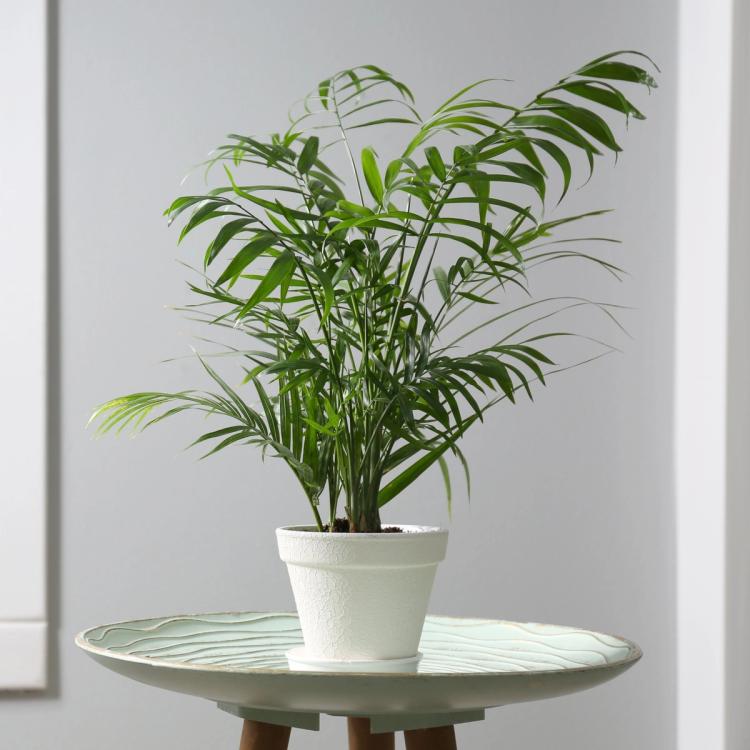 Parlor Palm Plant Sunday Lawn Care