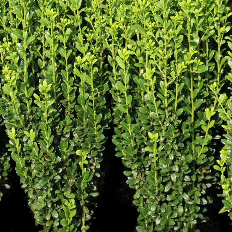 Sky Pencil Holly Closeup