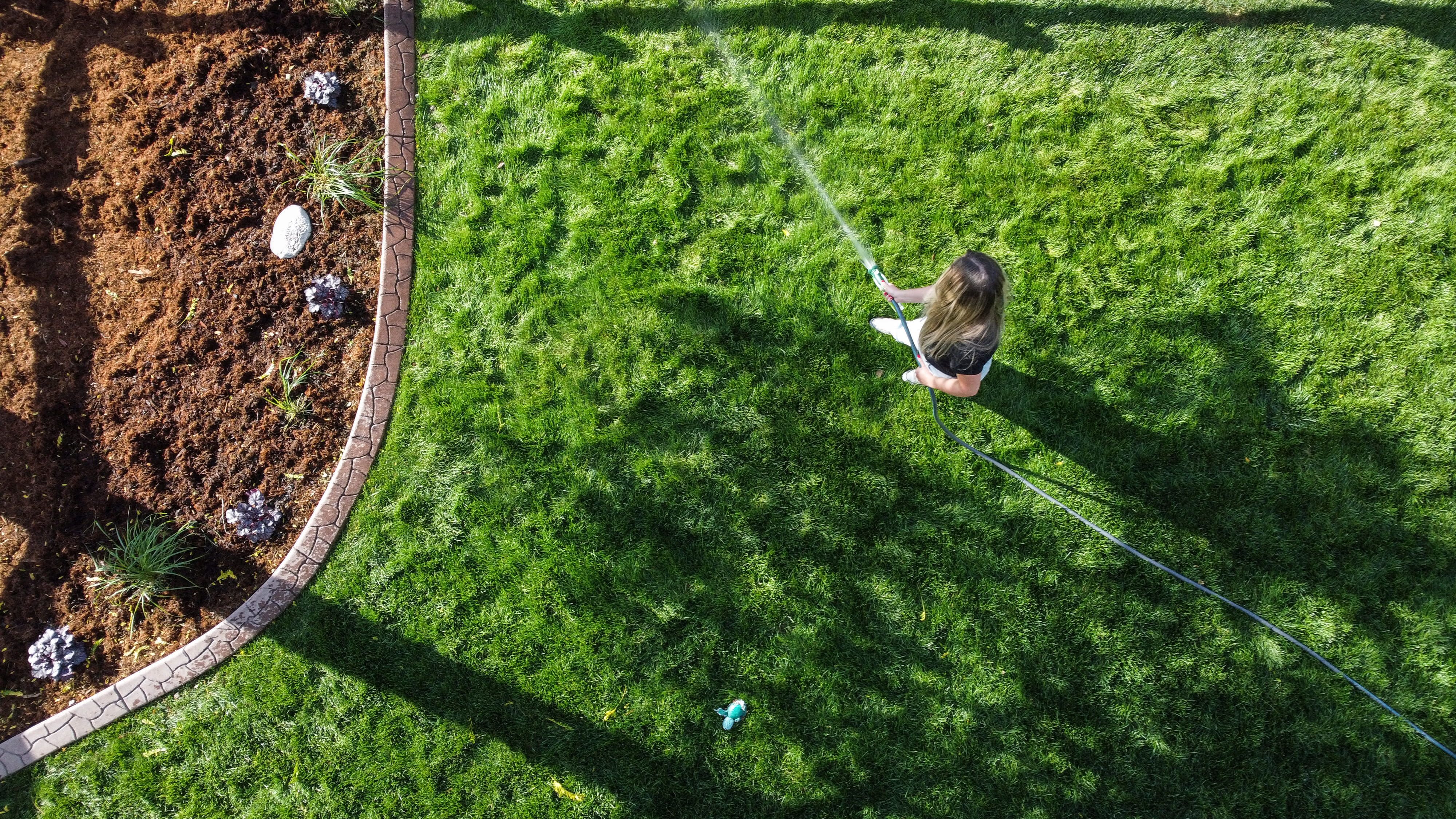 Aerial view of a person watering a lawn with a garden hose next to a curved garden bed.