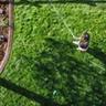 Aerial view of a person watering a lawn with a garden hose next to a curved garden bed.