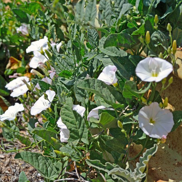 image of bindweed