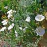 image of bindweed